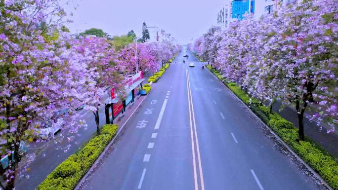 漂亮的紫荆花路
