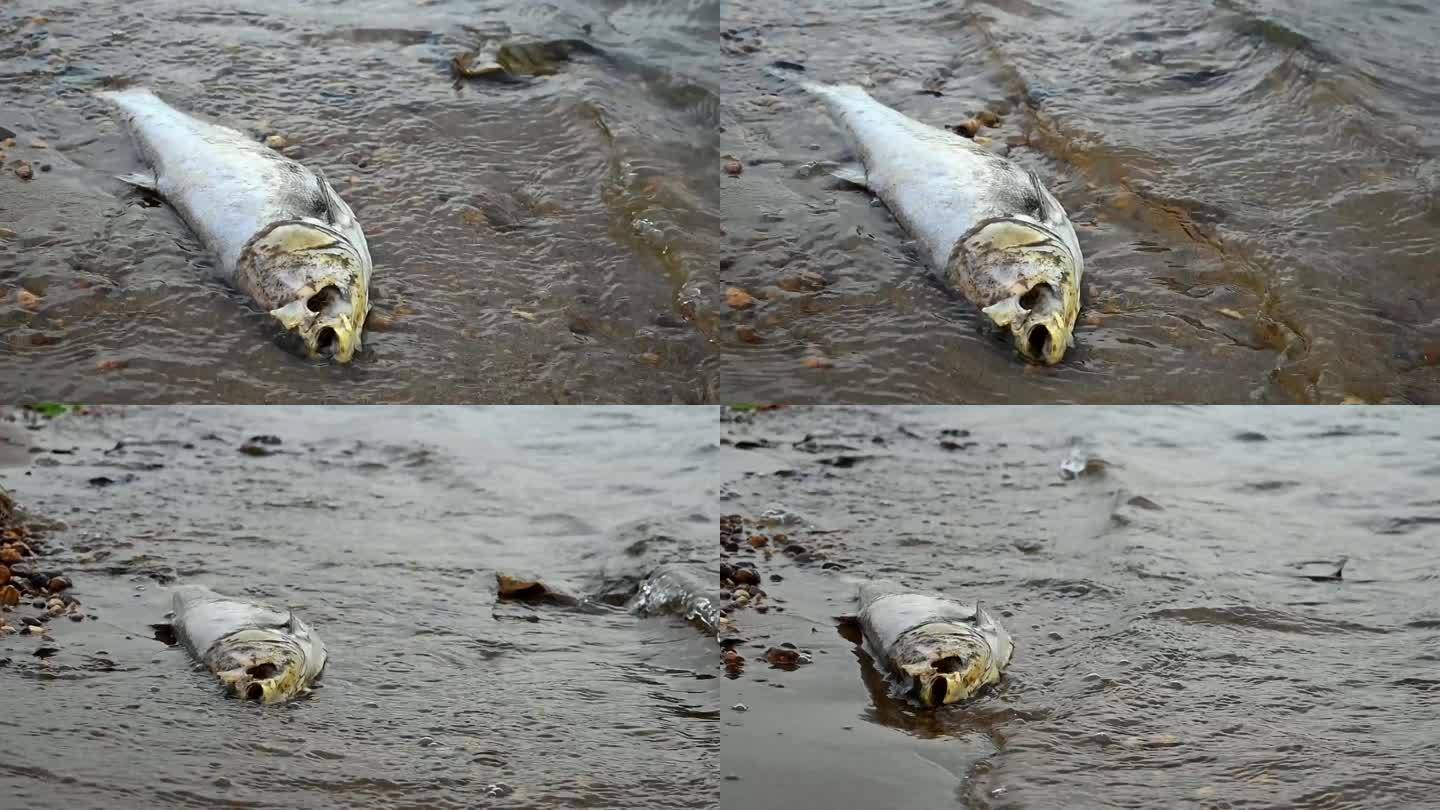 死鱼-臭鱼-原生态污染