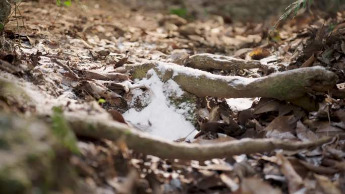 初春树林里脚踩在雪上特写 4klog素材