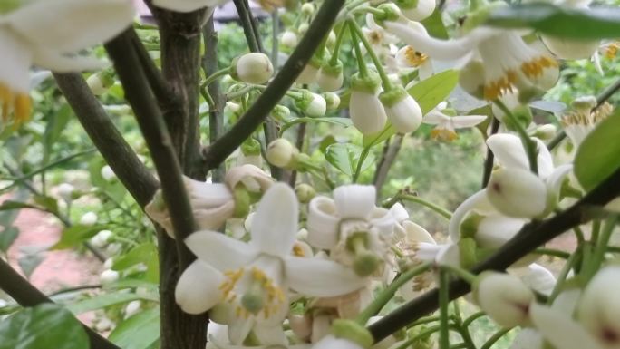 柚子花开 绿色植物 柚子树叶 春暧花开