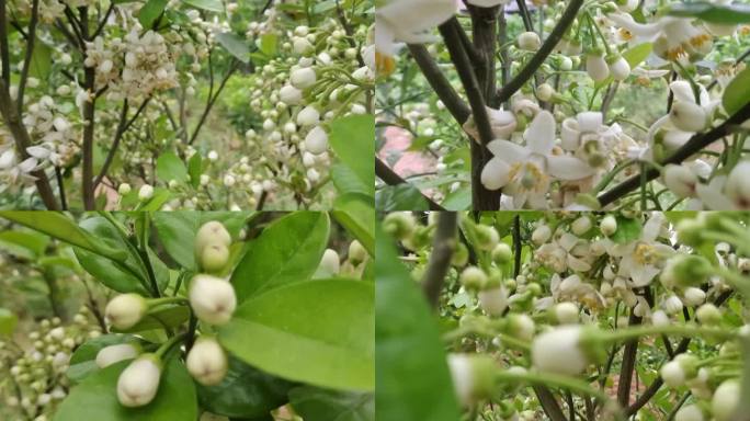 柚子花开 绿色植物 柚子树叶 春暧花开