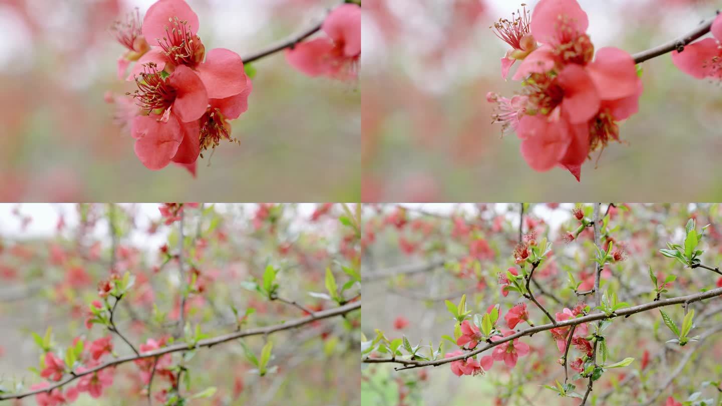 【4K】粉红桃花踏春赏花
