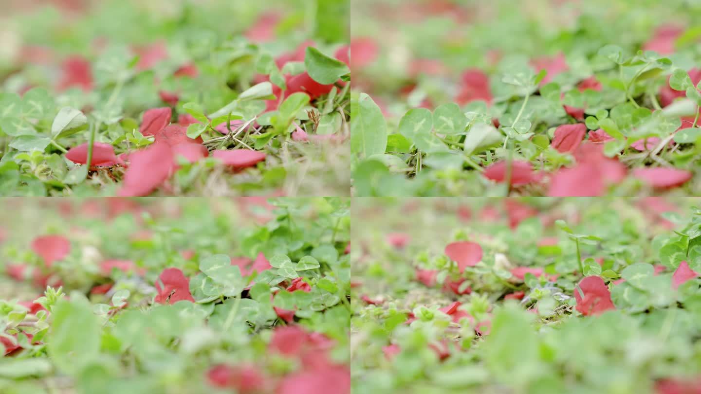 【4K】地面野草野花红花