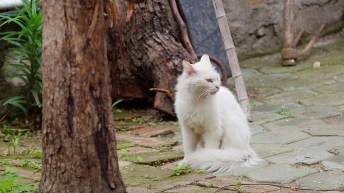 小白猫  猫