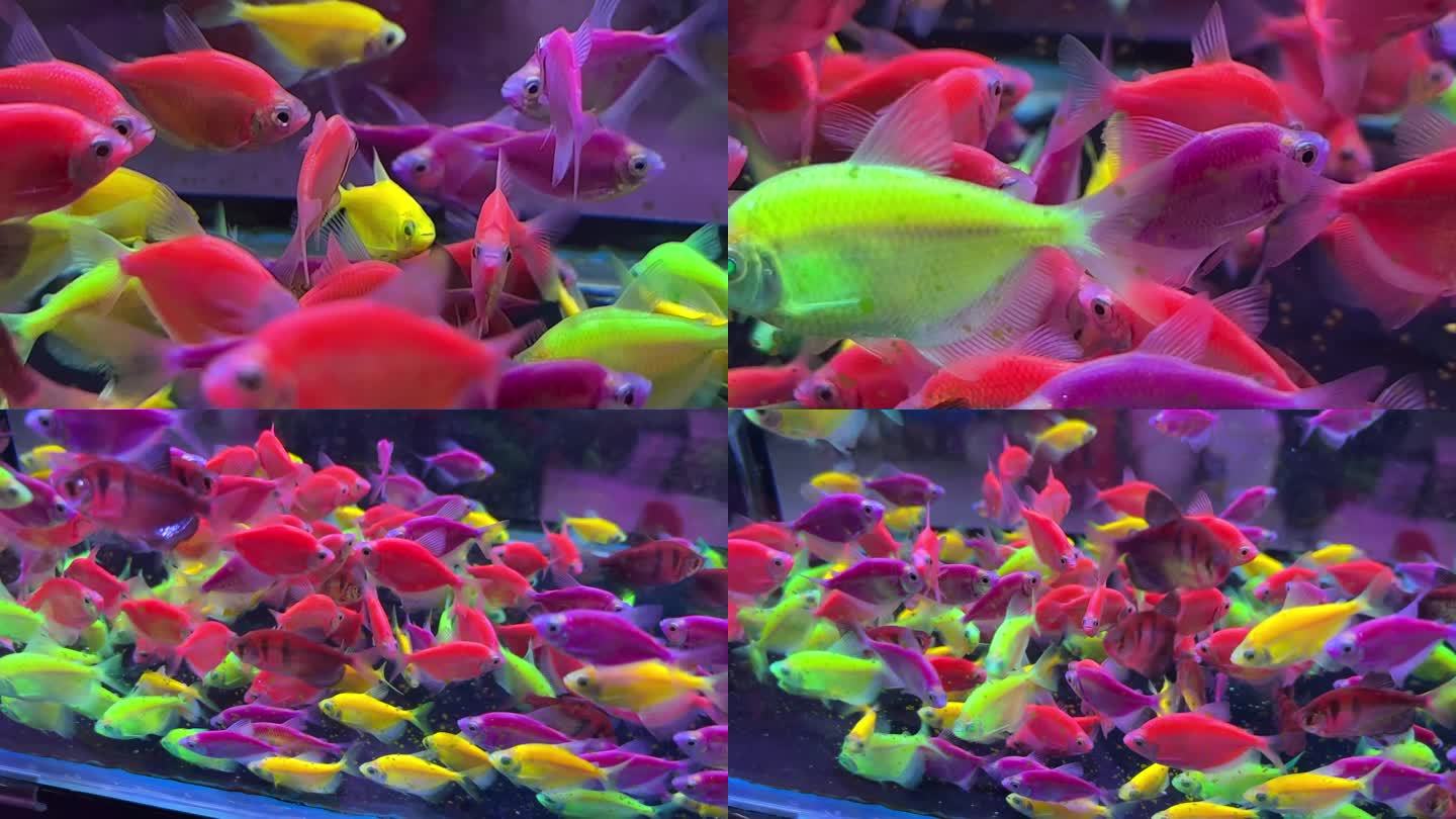 镜头合集七彩荧光天使鱼热带鱼水族观赏鱼1