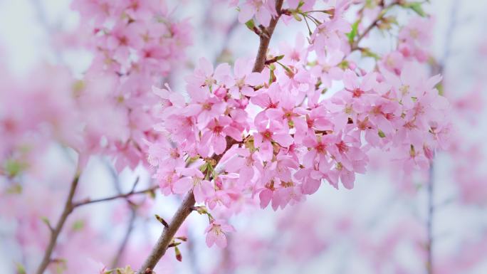 【4k原创】春天唯美樱花盛开