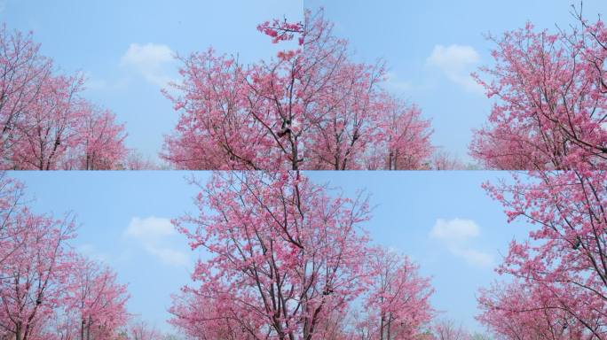 樱花树林春暖花开满树开满鲜花