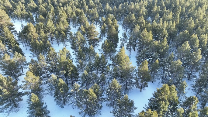 航拍雪原绿色沙地樟子松