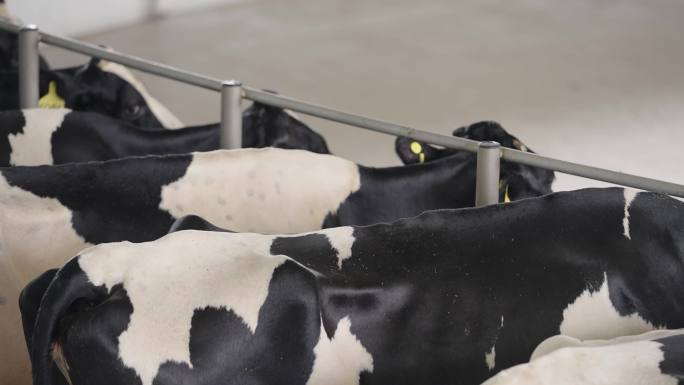 奶牛养殖场挤奶厂机械化（含灰片素材）