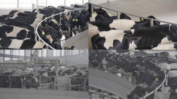 奶牛养殖场挤奶厂机械化（含灰片素材）