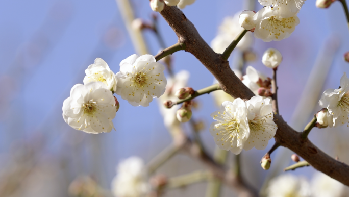 初春白色梅花唯美大自然