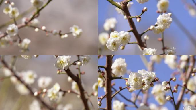 初春白色梅花唯美大自然