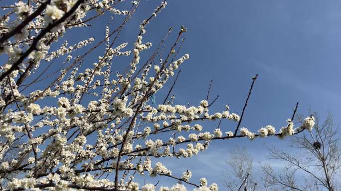 盛开的梨花树