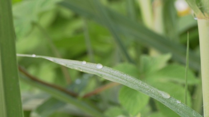 清晨水珠