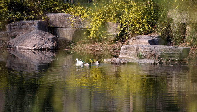 春天到了公园春色 健康晨练 白鹅池塘戏水