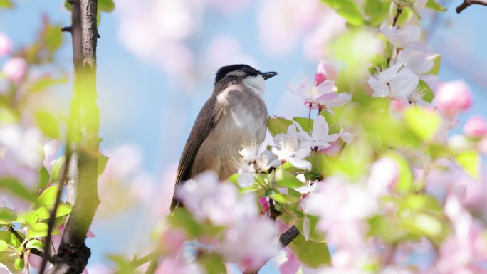 4K春天海棠花从中觅食的白头鹎小鸟