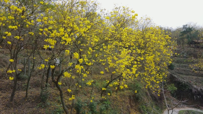 黄花风铃花