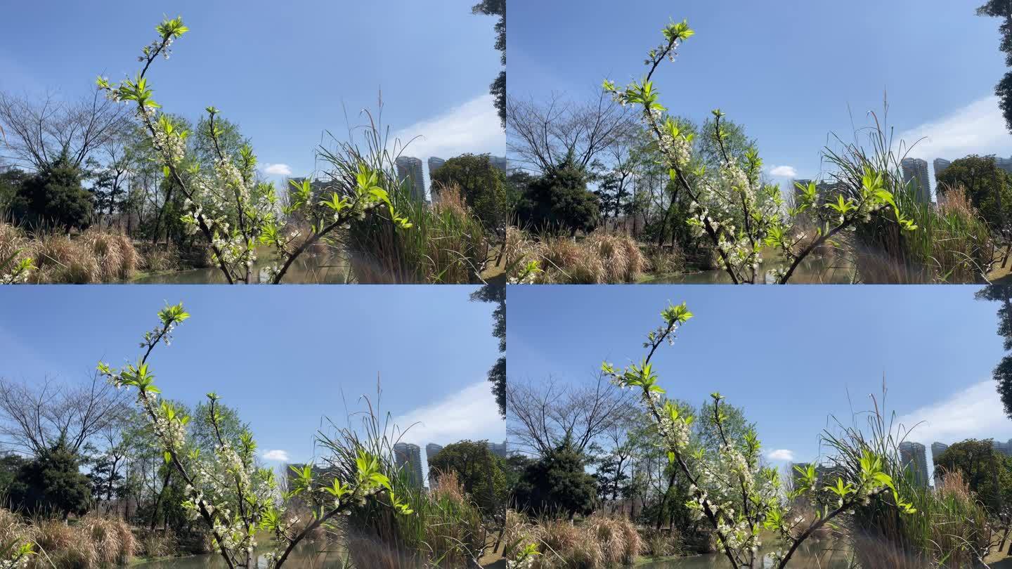 树 花 天空 空镜头