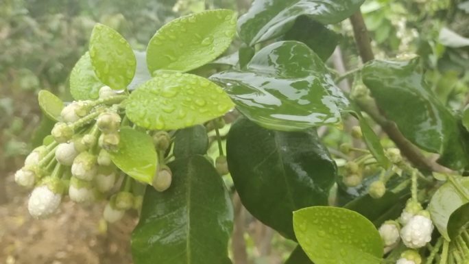 柚子花开 绿色植物 柚子树叶 春暧花开