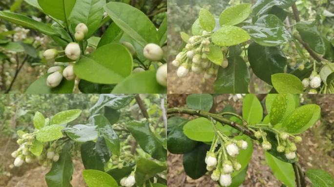 柚子花开 绿色植物 柚子树叶 春暧花开