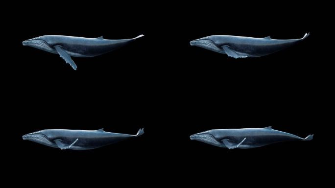 唯美鲸鱼循环游动带通道