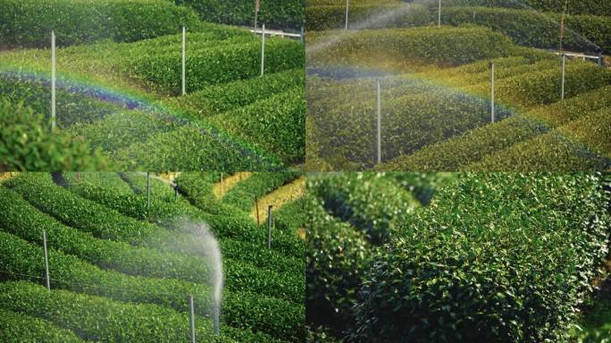 春茶浇水灌溉