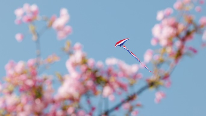 4K春天蓝天花丛中飞翔的风筝合集