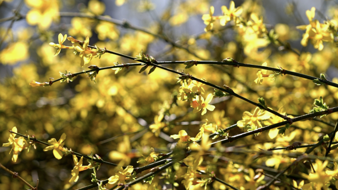 春天来了迎春花开黄花