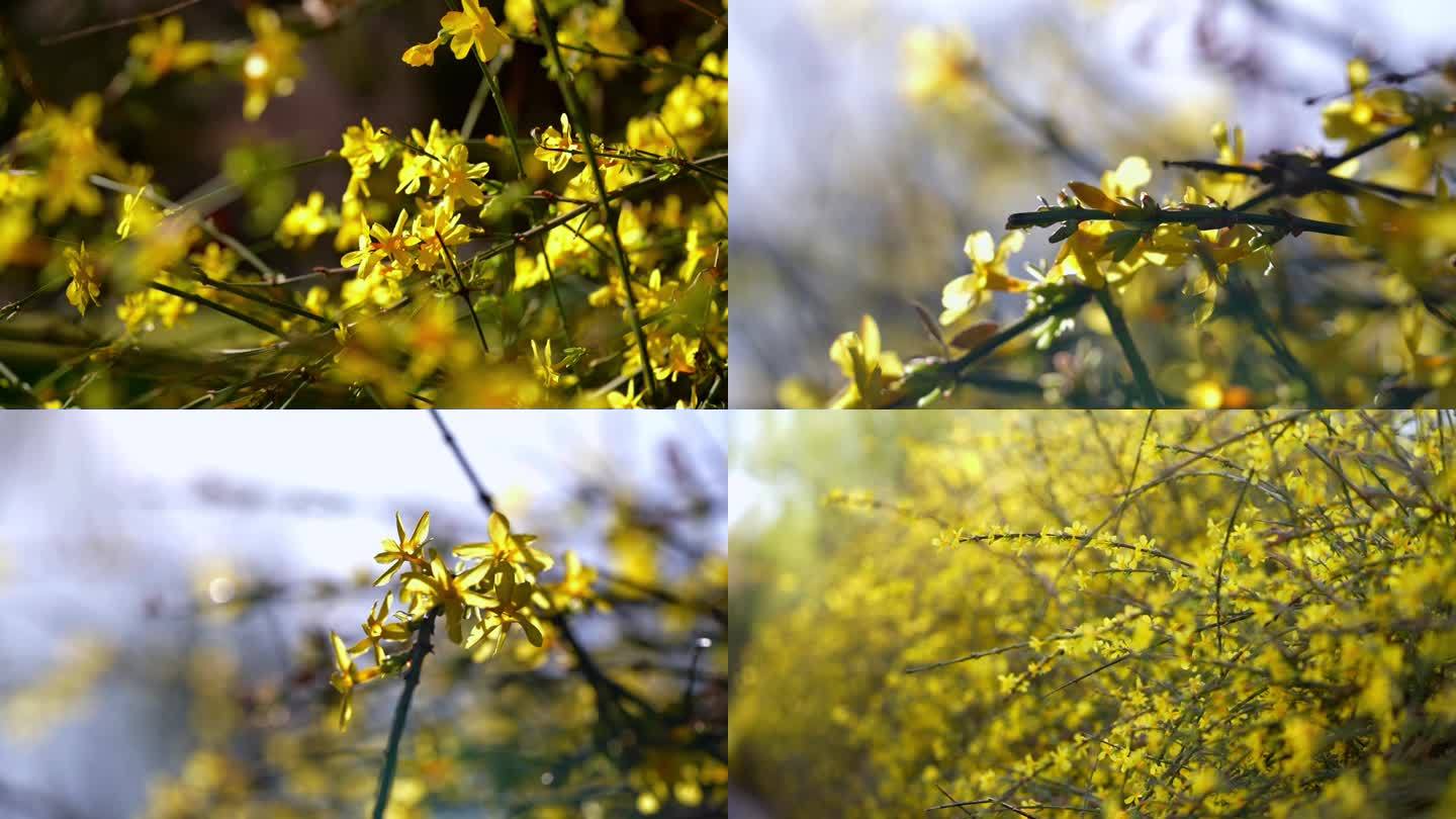 春天来了迎春花开黄花