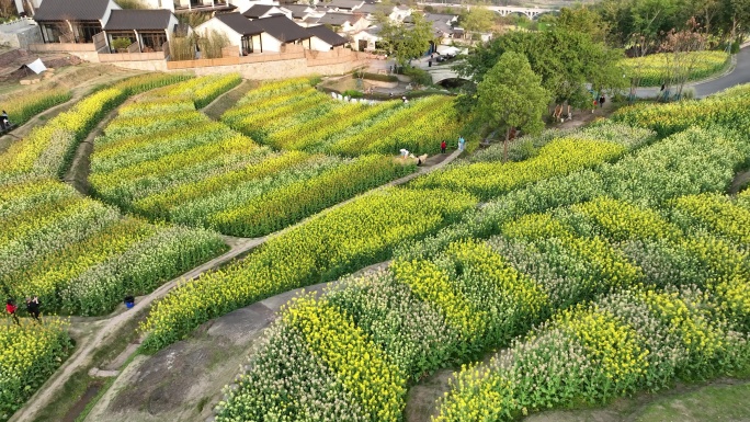 五彩油菜花海