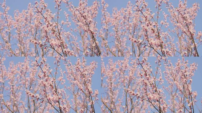 杏花 春暖花开