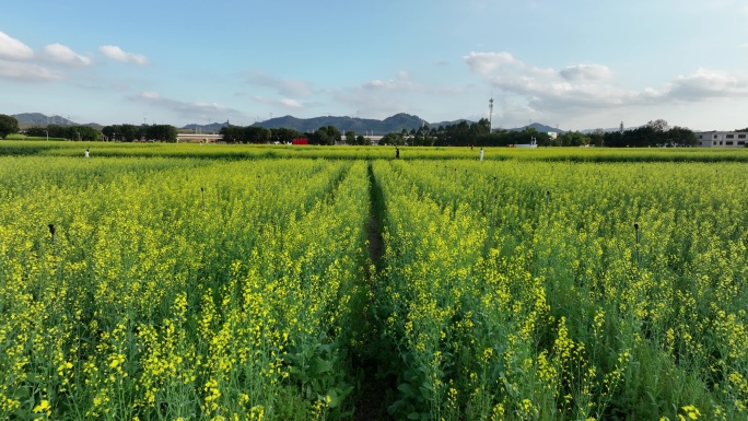 深圳光明区油菜花航拍