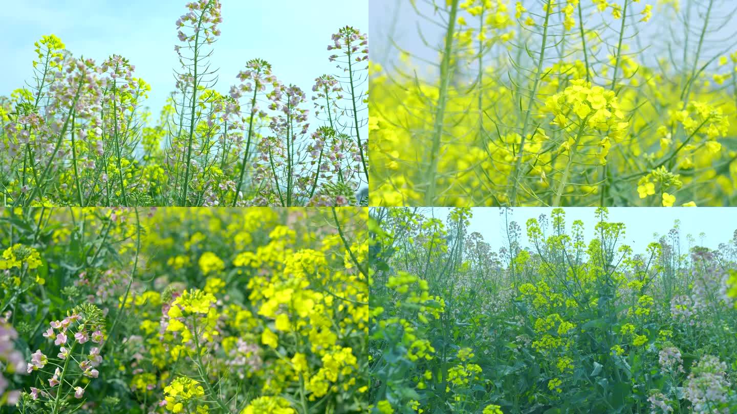 油菜花意境实拍素材