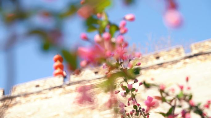 城墙下的海棠花