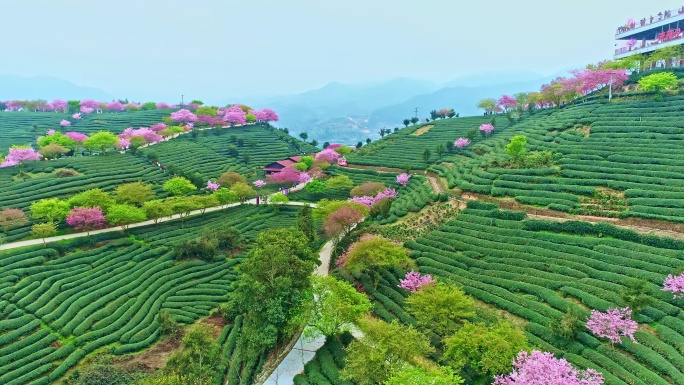 4k航拍漳平永福樱花茶园