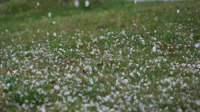 4K樱花雨