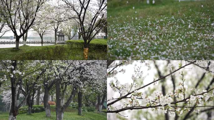 4K樱花雨