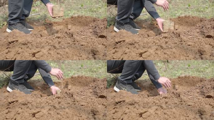 植树节把树苗放到土坑里1