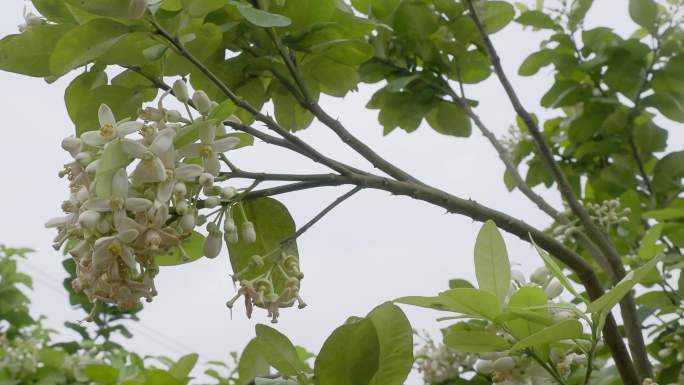 满树柚花沙田柚花特写