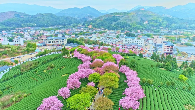 4k航拍漳平永福樱花茶园