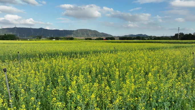 深圳光明区油菜花田航拍