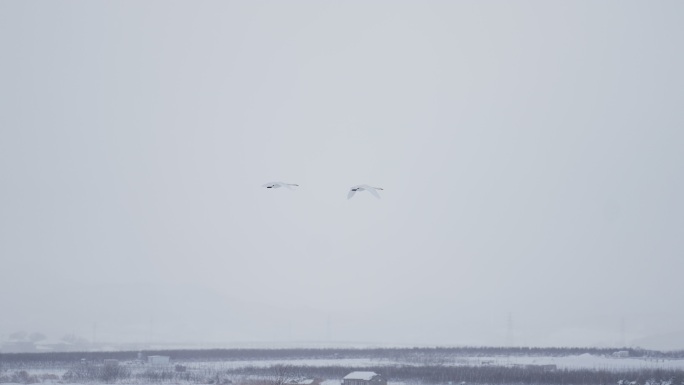 4k慢动作白天鹅雪景湖景冬日分镜素材