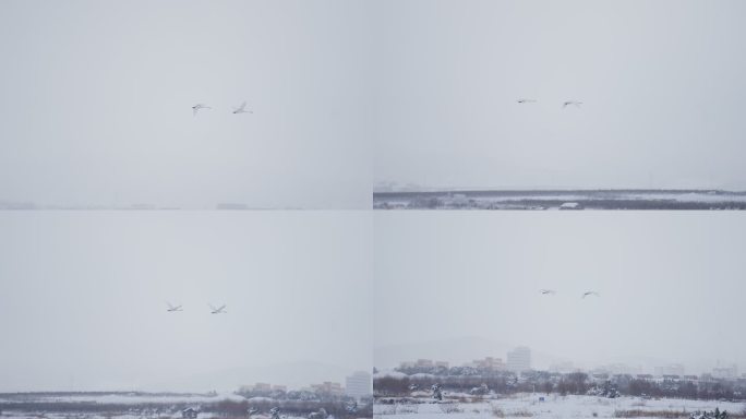 4k慢动作白天鹅雪景湖景冬日分镜素材