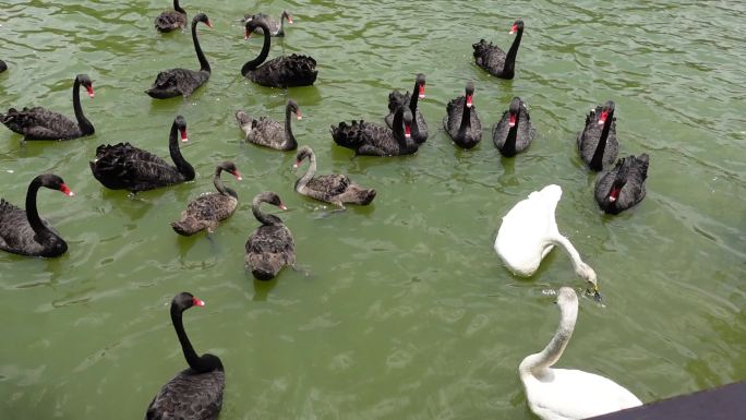广州动物园公园天鹅湖白天鹅黑天鹅成群天鹅