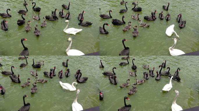 广州动物园公园天鹅湖白天鹅黑天鹅成群天鹅