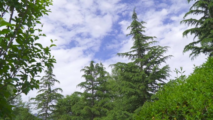 清新空气 呼吸 植物 健康 双碳