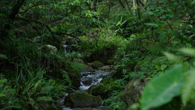 自然山涧清澈泉水流水