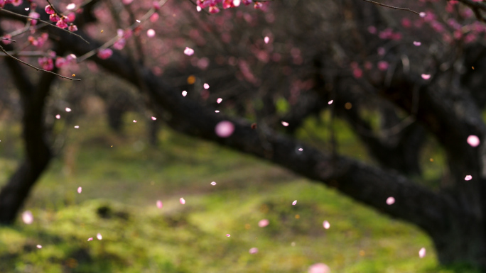 梅花 花瓣飘落