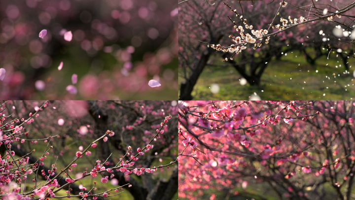 梅花 花瓣飘落