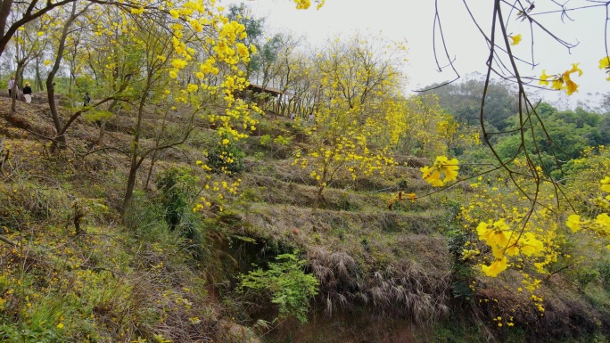 黄花风铃花